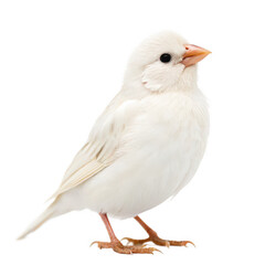 Obraz premium Quelea animal png African weaver bird species png red-billed small bird png crop-feeding flock bird png transparent background image