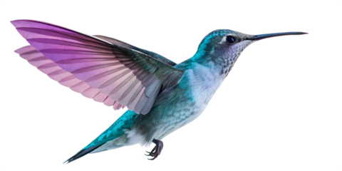 Vibrant hummingbird in flight isolated on transparent background