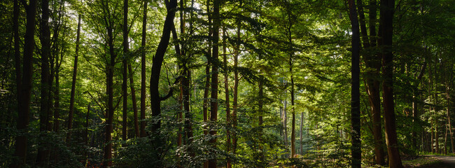 Fototapeta premium Der Wald erwacht im Juni am Morgen mit weichem Licht
