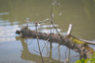 Dragonfly
