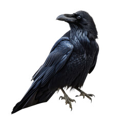 Obraz premium Raven animal png large black bird png intelligent corvid species png forest and urban bird png flying wildlife png transparent background image