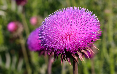 Purple thistle close-up summer sunlight bees flying medicinal herb nature healing nectar pollen bright vibrant floral bloom wild plant countryside beauty health