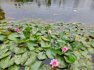 Water lilies (Nymphaea) on a pond in city park. A beautiful click of a flower covered in green...