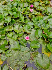 Water lilies (Nymphaea) on a pond in city park. A beautiful click of a flower covered in green...