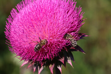 Purple thistle close-up summer sunlight bees flying medicinal herb nature healing nectar pollen bright vibrant floral bloom wild plant countryside beauty health