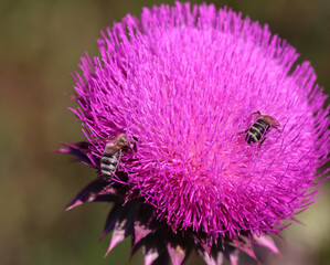 Purple thistle close-up summer sunlight bees flying medicinal herb nature healing nectar pollen bright vibrant floral bloom wild plant countryside beauty health