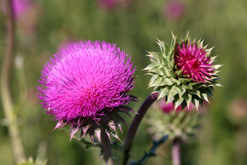 Purple thistle close-up summer sunlight bees flying medicinal herb nature healing nectar pollen bright vibrant floral bloom wild plant countryside beauty health