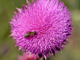 Purple thistle close-up summer sunlight bees flying medicinal herb nature healing nectar pollen bright vibrant floral bloom wild plant countryside beauty health