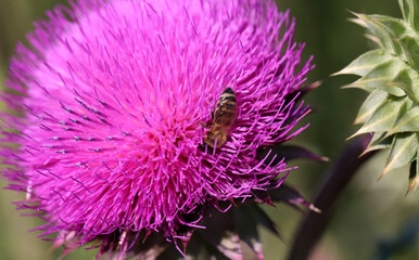 Purple thistle close-up summer sunlight bees flying medicinal herb nature healing nectar pollen bright vibrant floral bloom wild plant countryside beauty health