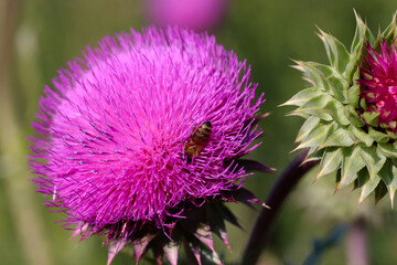Purple thistle close-up summer sunlight bees flying medicinal herb nature healing nectar pollen bright vibrant floral bloom wild plant countryside beauty health