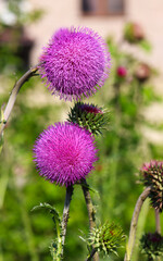 Purple thistle close-up summer sunlight bees flying medicinal herb nature healing nectar pollen bright vibrant floral bloom wild plant countryside beauty health