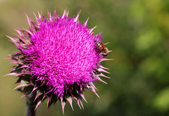 Purple thistle close-up summer sunlight bees flying medicinal herb nature healing nectar pollen bright vibrant floral bloom wild plant countryside beauty health