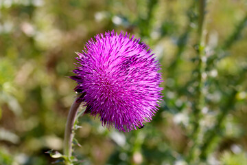 Purple thistle close-up summer sunlight bees flying medicinal herb nature healing nectar pollen bright vibrant floral bloom wild plant countryside beauty health