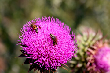 Purple thistle close-up summer sunlight bees flying medicinal herb nature healing nectar pollen bright vibrant floral bloom wild plant countryside beauty health