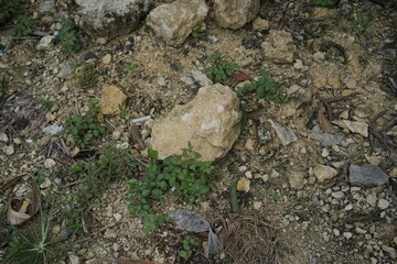 Close-Up of Rocky Ground with Sparse Vegetation and Debris A Textured Nature Scene