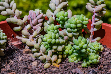 Sedum morganianum: donkey tail plant