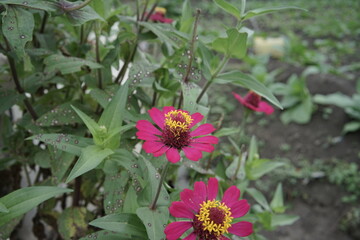 Vibrant Zinnia Flowers Blooming in the Garden A Close-Up View