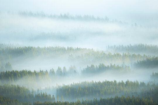 Fototapeta Misty forest morning in Glencoe, Scotland