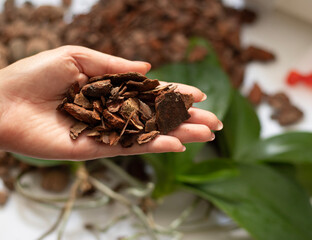 Dry pine bark for transplanting orchids plants in woman's hand. substrate, Soil for mulching. Orchid transplant at home. concept choosing soil for orchids. Pieces pine bark sphagnum moss