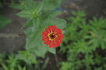 Vibrant Red Zinnia Flower Blooming in Garden A Close-Up View