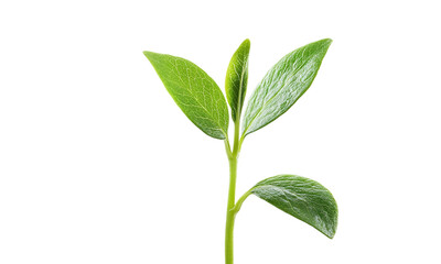 Young plant sprout with fresh leaves, isolated on transparent background.