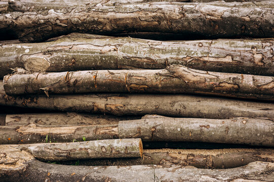 Pile of stacked wooden logs in a natural setting