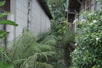 Lush Tropical Garden Paradise A Secluded Oasis of Greenery and Tranquility