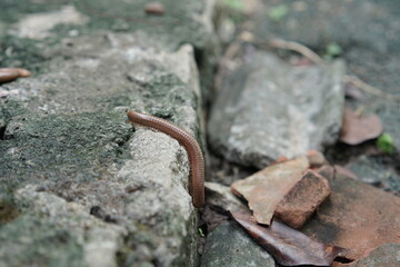 Close-up of a Worm Crawling on Rocks Nature's Tiny Traveler