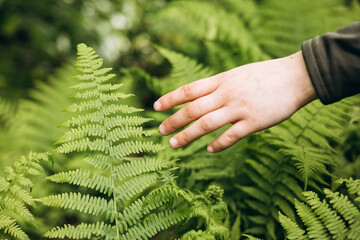 Hand reaching out to touch a vibrant green fern