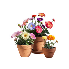 Vibrant Colorful Flowers in Terracotta Pots