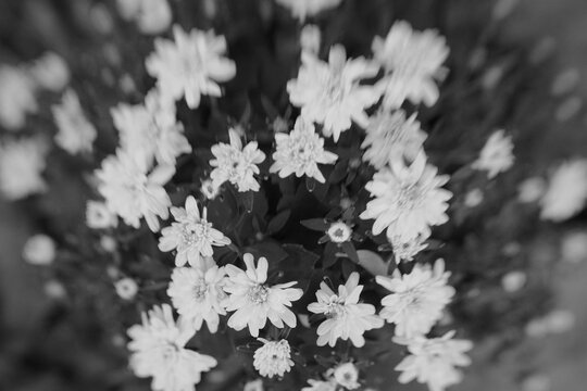 Artistic mum flowers with motion blur in black and white - Powered by Adobe