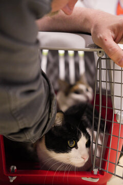 Cat in veterinary office inside pet carrier