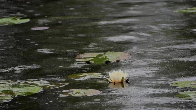 White Water Lily on Pond Surface with Gentle Rain, Raindrops Falling on Calm Water Surface with Blooming Lily Pad
