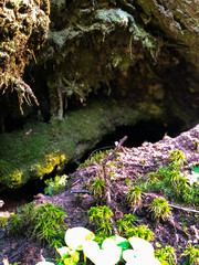 Forest miniature ecosystem captured in macro, showing tree bark, moss, grass blades, and tiny plants. Concept of forest floor
