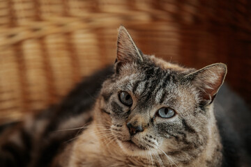 A chubby tabby cat with blue eyes lounges comfortably in a wicker chair, exuding a calm and...