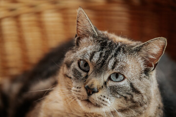 A chubby tabby cat with blue eyes lounges comfortably in a wicker chair, exuding a calm and...