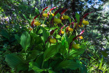 Obraz premium Sabots de Vénus, plante rare.