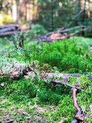 Forest miniature ecosystem with tree branches, stones, and green vegetation captured in macro. Concept of nature in miniature, woodland biodiversity, and hidden beauty of the forest floor