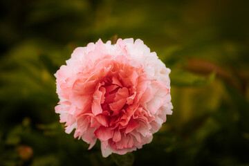 Close-up of a blooming pink peony flower with soft petals, surrounded by green foliage and a dark blurred background.