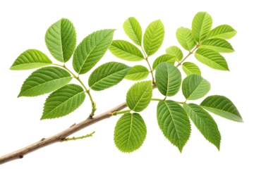 A branch of a twig tree with vibrant green leaves isolated on white or transparent background