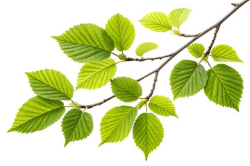 A branch of a twig tree with vibrant green leaves isolated on white or transparent background
