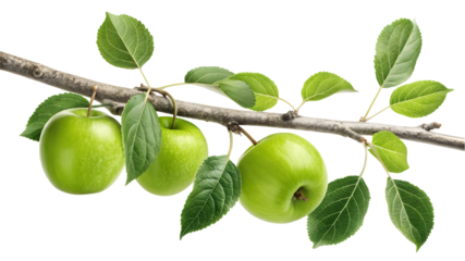 Apple tree twig branch with fruits isolated on white or transparent background