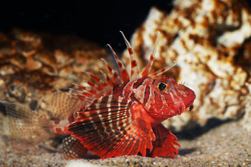 Blackfoot or Gurnard Lionfish (Parapterois heterura)
