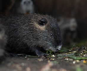 Coypu close-up in an enclosure