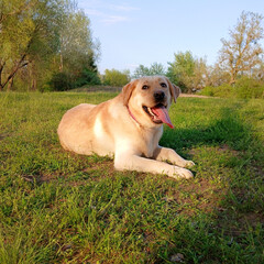 Beautiful labrador puppy walking on grass against sky and dirt road. Dog posing