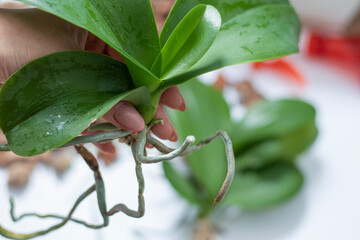 Healthy plant roots close up. Young orchid plant in female hand. Woman transplanting orchid. Home gardening, breeding of orchids. High quality photo