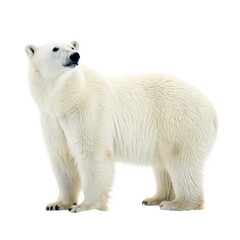 Sole animal png flatfish species png bottom-dwelling marine fish png edible seafood fish png ocean floor fish png transparent background image