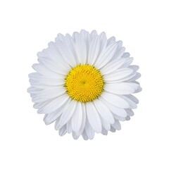 daisy isolated on white background