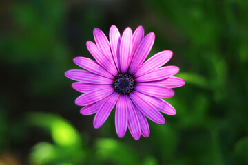 Close-up of a beautiful purple flower in nature suitable for backgrounds.