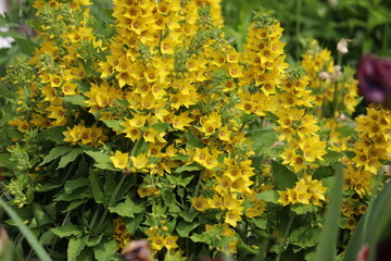 Flowering yellow loosestrife (Lysimachia punctata) in summer garden